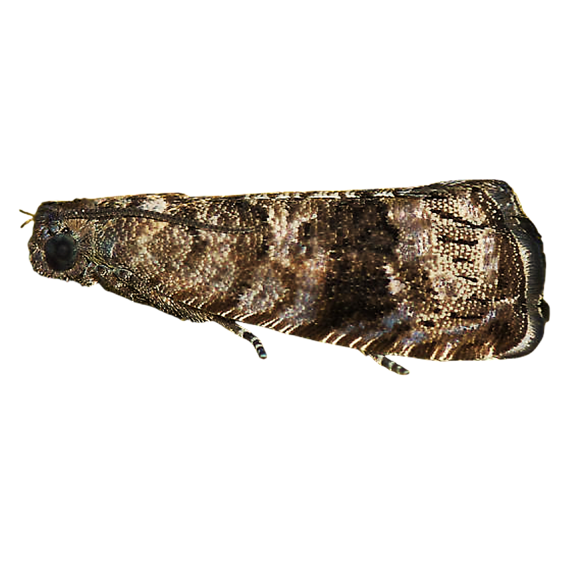 Grapholita packardi